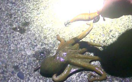 石津浜ではアオリイカ、湾内ではタコが好調